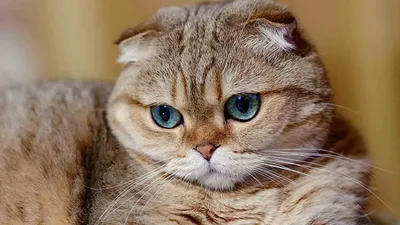Фотография английской вислоухой кошки в приятной цветовой гамме