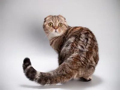 Фотография английской вислоухой кошки с повышенной резкостью