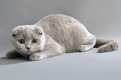 Картинка английской вислоухой кошки для скачивания