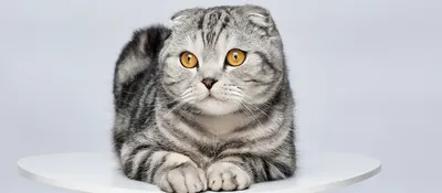 Фотография английской вислоухой кошки с прекрасной шерстью