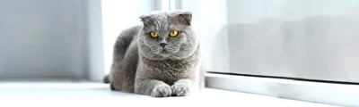 Английская вислоухая кошка на фоне яркой осени