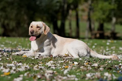 Английские пород собак Топ 10 - Pet-Mir.ru