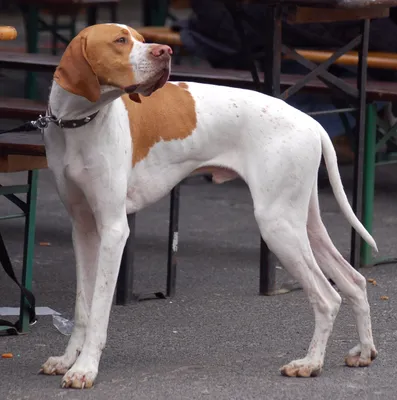 Английский сеттер собака: фото, характер, описание породы