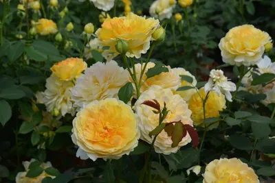 Розы Дэвида Остина (David Austin Roses)