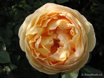 Английские розы. DAVID AUSTIN ROSES. (В наличии) | Розы, Английская роза,  Белые розы