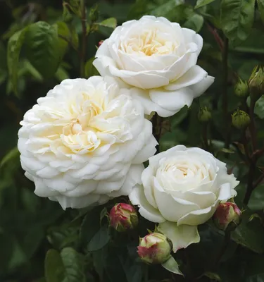 Розы Дэвида Остина — революция в цветочном мире | Флористика. Творчество.  Бизнес. | Дзен
