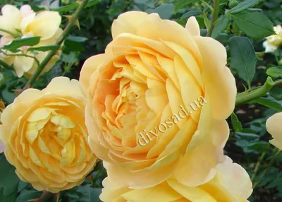 АНГЛИЙСКИЕ РОЗЫ (DAVID AUSTIN ROSES) - Энциклопедия роз