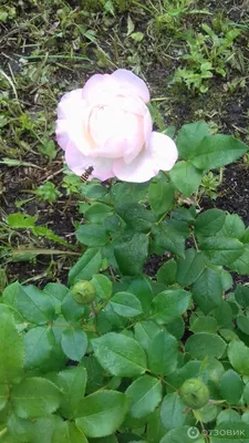Какие самые красивые розы Дэвида Остина посадить в саду | Архитектура и  ландшафт | Дзен
