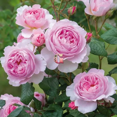 У красоты есть имя: английские розы Дэвида Остина | Интернет-магазин  садовых растений