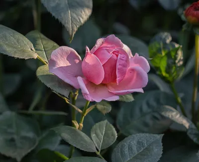 3 новых сорта роз Дэвида Остина 2017 года | В цветнике (Огород.ru)
