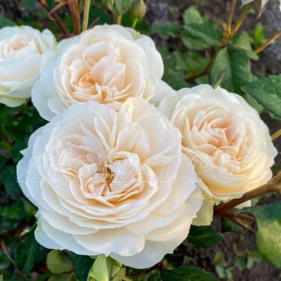 Английские розы David Austin. Каталог розовых сортов.