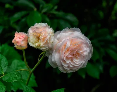 Топ 12-ти лучших питомников роз в мире.