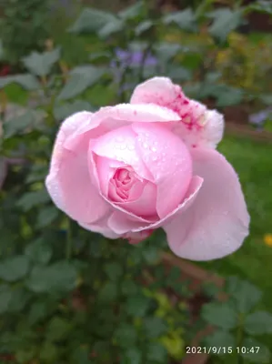 Английские розы Купить саженцы Английских роз от Дивосад