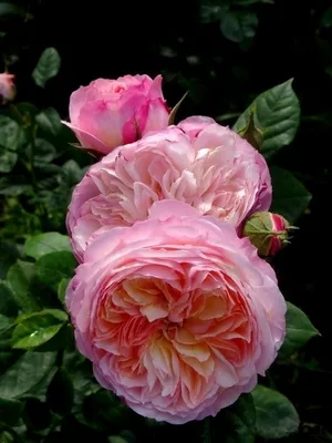 BB.lv: Королева цветов: как вырастить в своем саду знаменитые английские  розы
