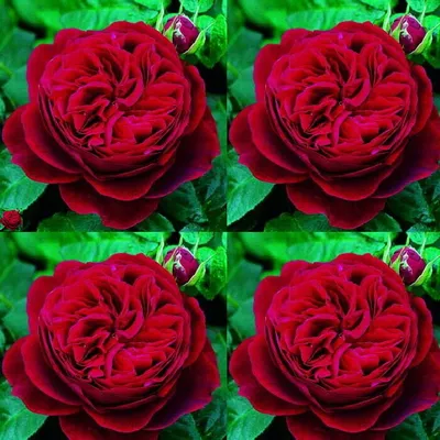Английские розы Дэвида Остина - 74 фото