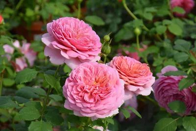 Розы Дэвида Остина (David Austin Roses)