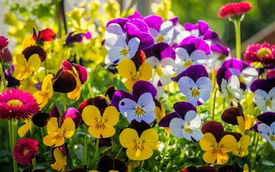 Nature Pansy HD Wallpaper