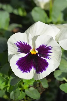 Обои анютины глазки цветок, анютины глазки, Фиолетовый, цветок, цветковое  растение для iPhone 6, 6S, 7, 8 бесплатно, заставка 750x1334 - скачать  картинки и фото