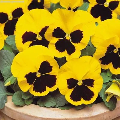 Анютины глазки | Flower painting, Watercolor art lessons, Art drawings  simple