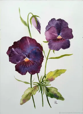 Натюрморт маслом \"Анютины глазки\" 50x60 AV220609 купить в Москве