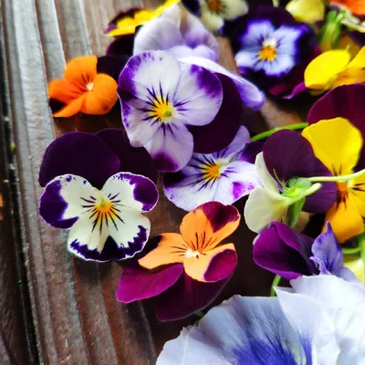 В оранжереях Царского села распустились первые анютины глазки 🌸 | Sobaka.ru