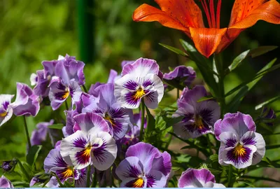 Цветок Анютины Глазки Весна - Бесплатное фото на Pixabay - Pixabay