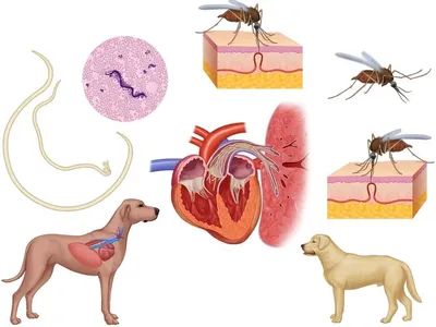 Дирофиляриоз – сердечные глисты у собак: симптомы и лечение