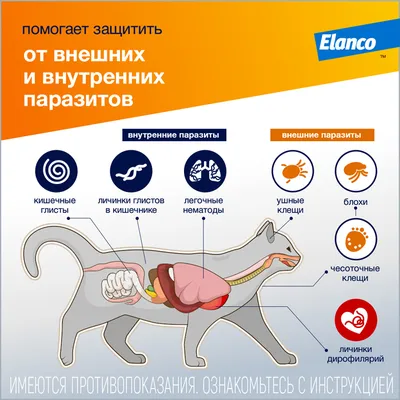 Глисты у кошек, причины, симптомы, лечение - ветклиника \"в Добрые Руки\"