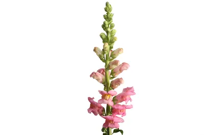 Яркие цветы Антирринума: найдите идеальное изображение для себя