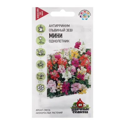 Яркие цветы Антирринума: найдите идеальное изображение