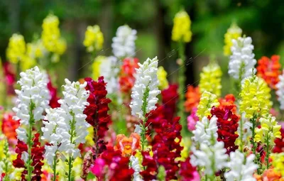 Яркие цветы Антирринума: найдите идеальное изображение для себя