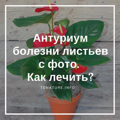 У антуриума начали сохнуть листья и цветки. Что это за болезнь и как  помочь? - ответы экспертов 7dach.ru