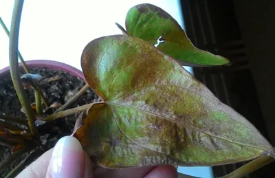 Антуриум Андрианум Алый (Anthurium Andreanum)