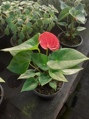Tend.plant Антуриум живое комнатное растение Д-9