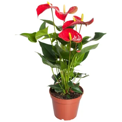 Антуриум Андре (Anthurium andraeanum) - PictureThis