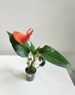 Anthurium Simba (деленка без цветов)