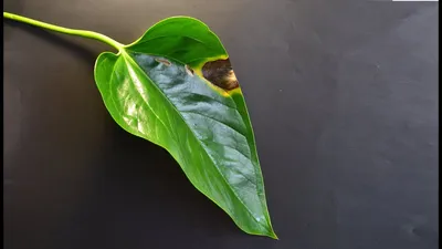 Дефекты и болезни листьев антуриума. Вредители антуриума - YouTube