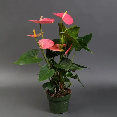 Антуриум Шерцерианум мини (Anthurium Scherzerianum)