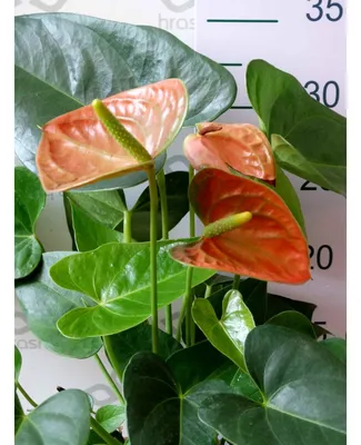 Tend.plant Антуриум живое комнатное растение Д-9