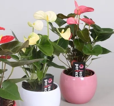 Антуриум красный («мужское счастье»), Живые растения в Екатеринбурге,  купить по цене 2200 RUB, Цветы в горшках в Маттиола с доставкой | Flowwow