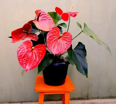 Антуриум (Anthurium) уход в домашних условиях.