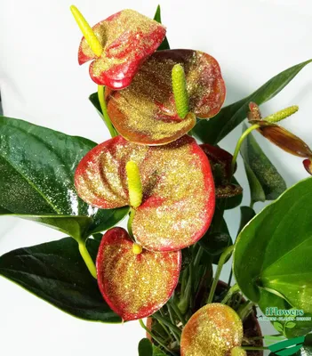 Антуриум (цветок Мужское счастье) - купить в интернет-магазине Гарден Гров
