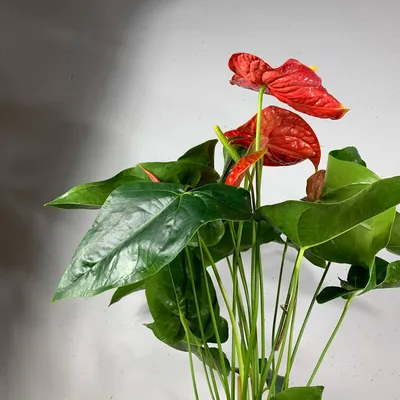 Anthurium - propagation part 2 - YouTube