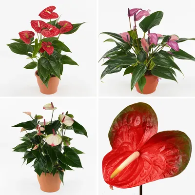 Антуриум, Цветок фламинго - Anthurium. Уход за антуриумом.