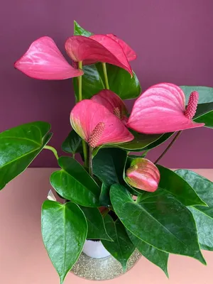 Антуриум розовый Пинк Чемпион ⌀12 40 см купить в Москве с доставкой |  Магазин растений Bloom Story (Блум Стори)