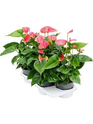 Anthurium Wit - Letostudio.shop