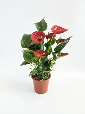 Антуриум андрианум белый в горшке (Anthurium Andreanum Champion) купить с  доставкой в СПб