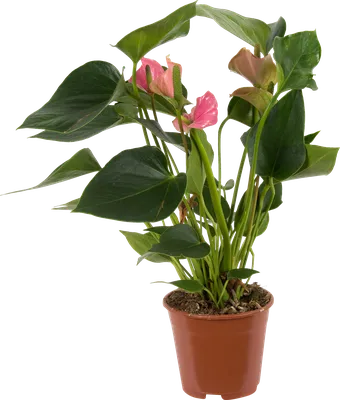 Антуриум Шерцера — самый неприхотливый и компактный вид | Комнатные  растения, Растения, Комнатные цветы