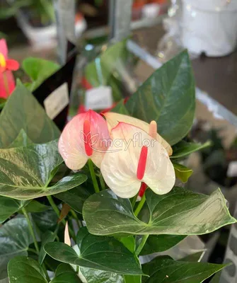 Антуриум Розовый - цена, купить комнатные растения с доставкой в Москве -  магазин ПРОСТОЦВЕТЫ