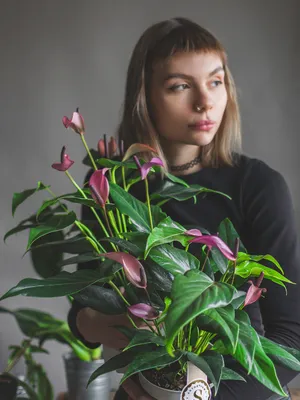 Антуриум Зизу - Botanic Craft | Цветы и растения в Хабаровске